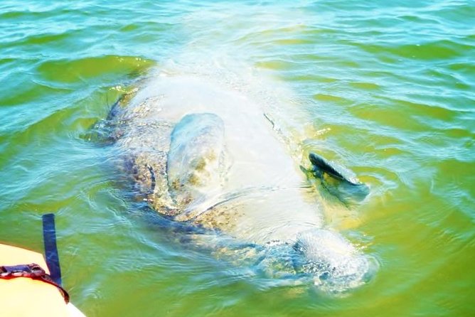 Blue Springs Manatee Tours Review - Kayaking With Manatees: What to Expect