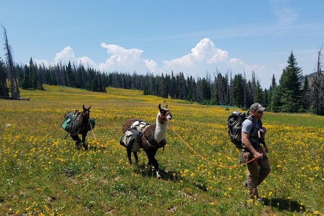 Bridger Teton Llama Treks - Location and Meeting Point