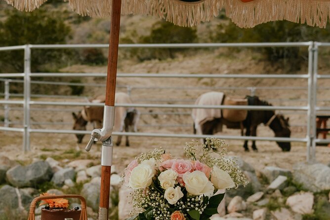 Brunch With Mini Rescue Burros Review - How to Get There