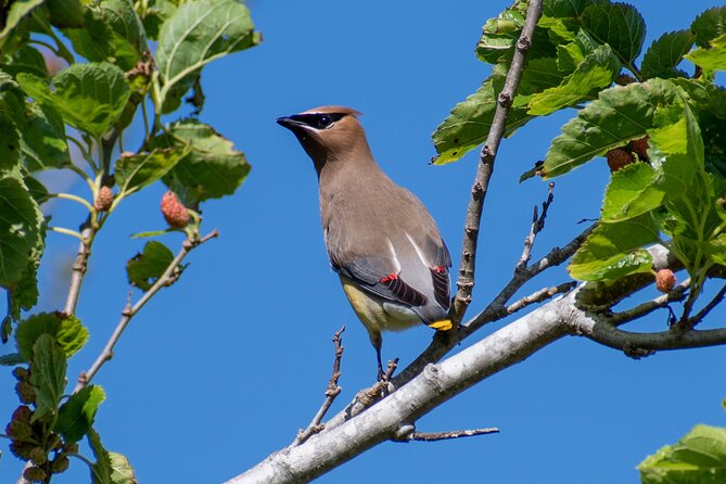 Downtown Charleston Birding Tour - Photography and Equipment