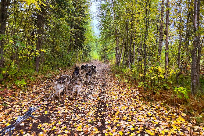 Dryland Dog Sled Tour - Inclusions