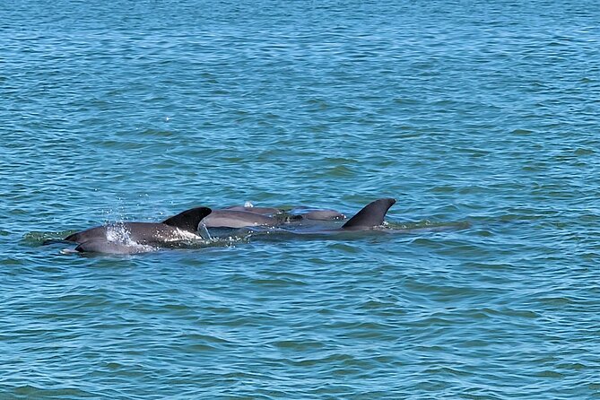 Fort Myers Beach Sightseeing Tour Review - What to Expect at the Meeting Point