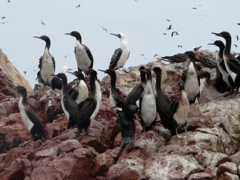 From Lima: Fantastic Peru 7D 6N +Luxury 4★★★★ - Itinerary Highlights