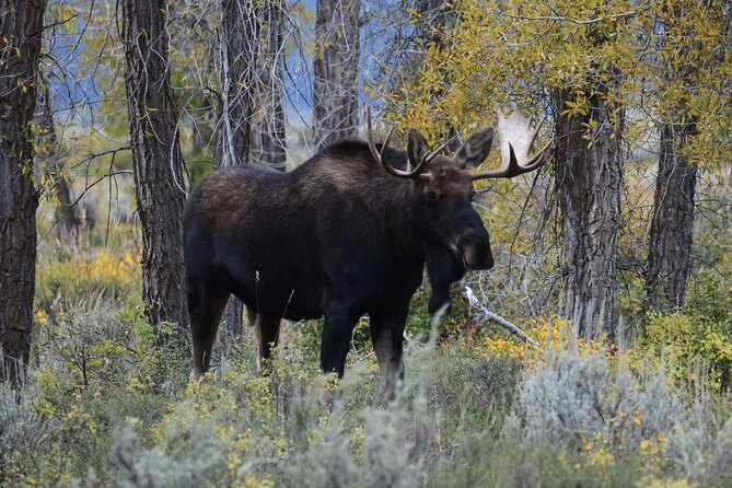 Full Day Private Yellowstone National Park Lower Loop Adventure - Overview of the Tour Itinerary