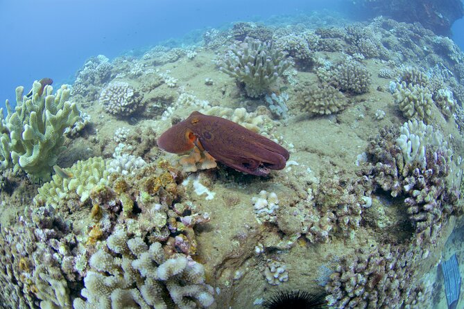Full Day Scuba Dive Experience Off The Na Pali Coast, Kaua'i - Inclusions and Amenities