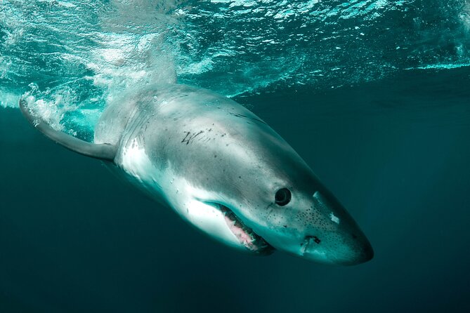 Great White Sharks Topside in Monterey Bay - Pickup and Meeting Details