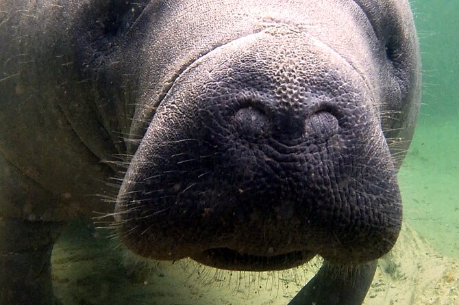Guided Kayaking Manatee Tour Review - Whats Included in Your Tour?