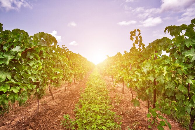 Half-Day Private Niagara County Wine Tour Experience - Exploring the Diverse Wineries of Niagara County
