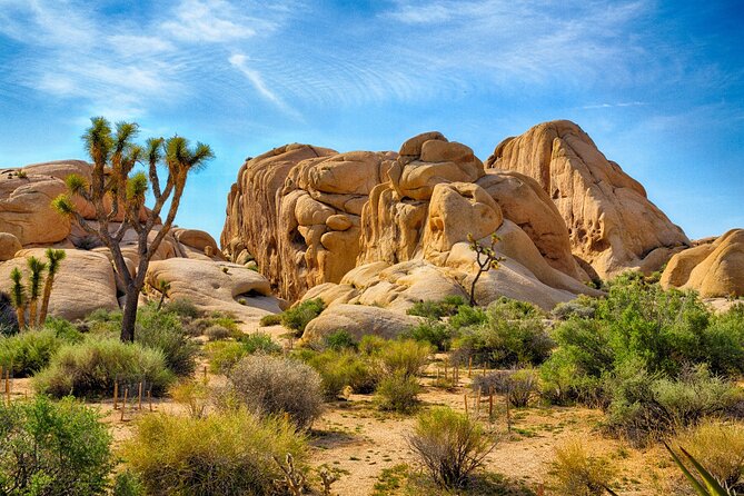 Joshua Trees Hidden Valley Tour Review - Booking and Preparation for the Tour