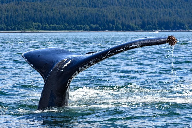 Juneau Lighthouse Tours - Whale Watching & Lighthouse Combo - Inclusions