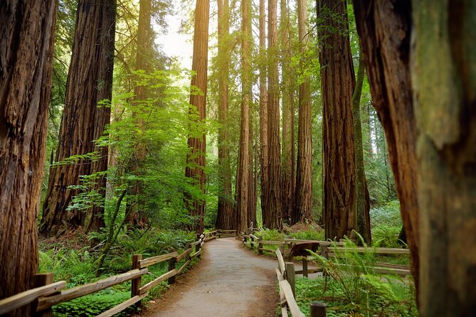 Muir Woods Self-Guided Driving and Walking Audio Tour - Tour Access and Experience