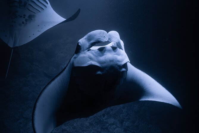 Night Manta Ray Snorkel Review: An Unforgettable Experience - Meeting Point and Preparation Tips