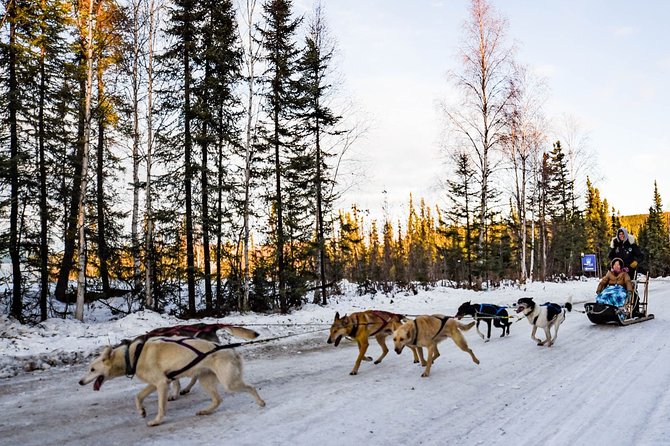One Hour Experience Dog Sledding - Gear Provided for Comfort and Safety
