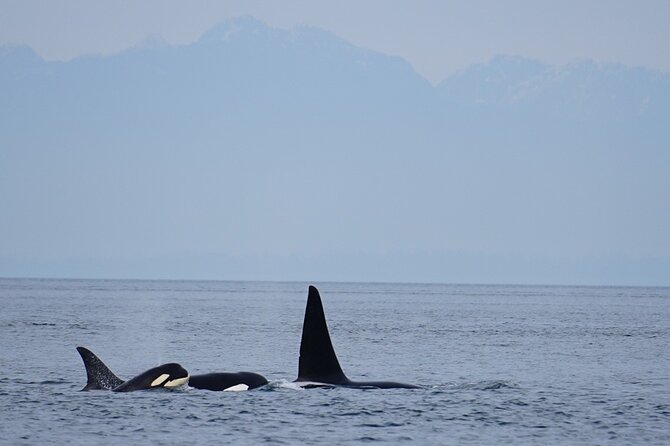 Orca Whale Tour Near Seattle Review - Meeting and Pickup Details
