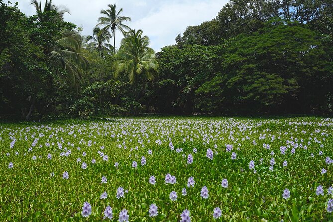 Private Customized Big Island Adventure Tour Review - Details on Pickup and Transportation