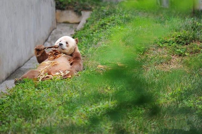 Private Day Tour: Xian Panda（QI ZAI）and City Highlights - Health and Safety Information