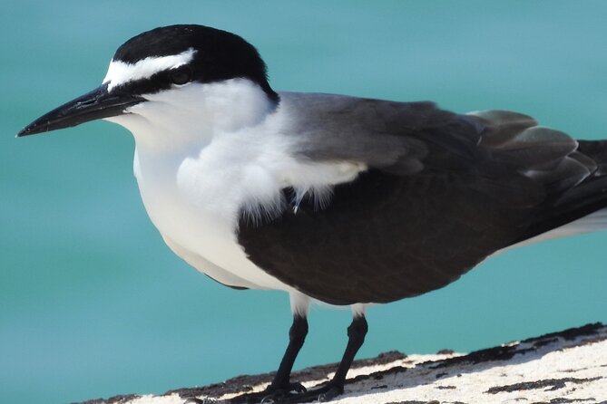 Private Key West National Wildlife Refuge Eco Trip - Accessibility Features for All Travelers