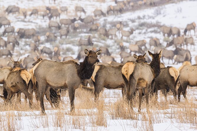 Private Tour Grand Teton National Park - Pickup Details