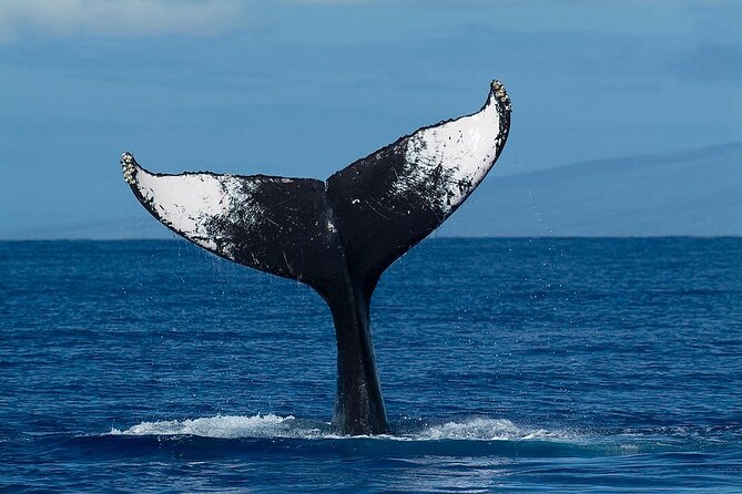 Private Whale Watching Tour of Oahu - Meeting Details