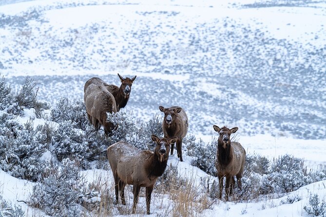 Private Wildlife Photography Tour Review - Booking Process and Pricing Details