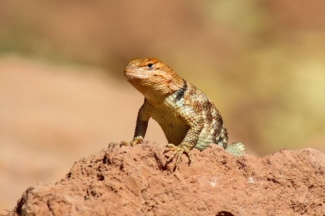 Reptile Hunting in The Sonoran Desert Review - Booking and Pricing Details