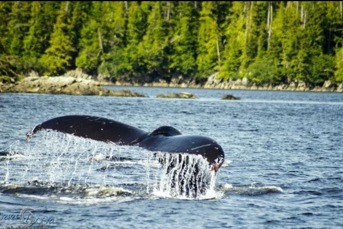 Saltwater Expedition Sightseeing & Wildlife Review - Meeting Point and Logistics