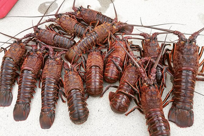 San Diego Lobster Hoop Netting Charter up to 6 People - Whats Included in Your Charter