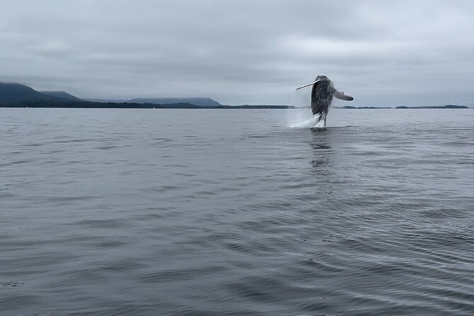 Sitka'S Private Wildlife Whale Adventure for 6 W/Transportation - Transportation and Pickup Options
