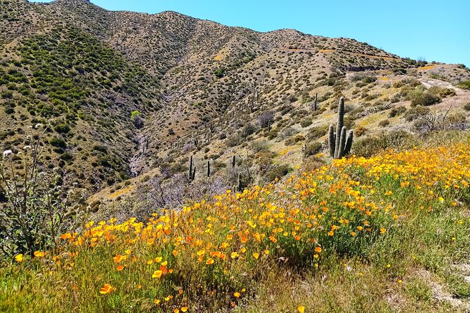 Sonoran Desert To MountainTop Jeep Tour Review - What to Expect on the Jeep Ride