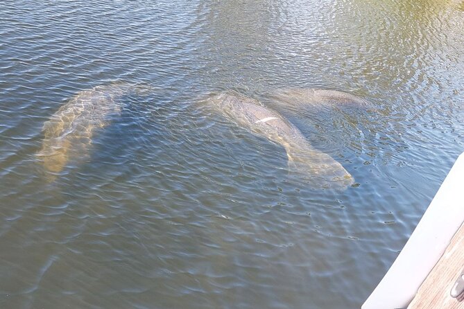 Swimming in a Dolphin and Manatee Lagoon Boat Tour - What to Expect During the Tour