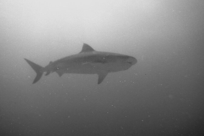 The Original Tiger Shark Challenge - Meeting and End Points