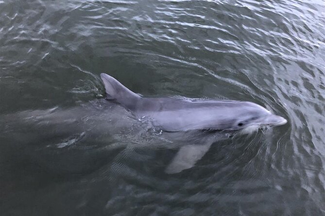 Tubing and Dolphins With up to 12 Guests - Meeting and Pickup Details