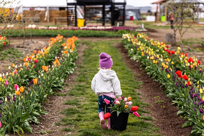 Tulip Valley Farms U Pick Experience - Dates and Hours of Operation