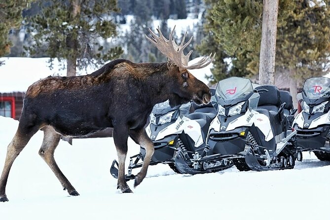 Turpin Meadow Ranch Snowmobiling Review - What to Expect on Your Snowmobiling Adventure