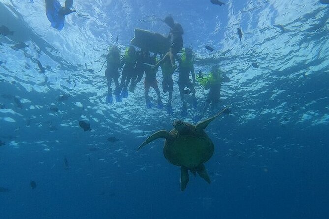 Turtle Snorkeling and Dole Plantation Tour Review - Exploring the Snorkeling Experience