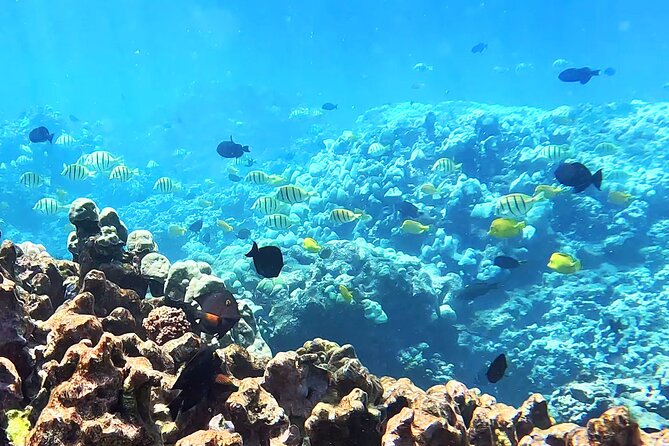 Unlimited Guided Snorkeling Tour Review - Meeting Point and Pickup Information