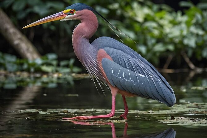Visit the Everglades in French With Transfer and 1 Hour 30 Minute Airboat Ride - Airboat Tour Experience