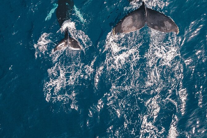 Waikiki Whale Watching Cruise - Location and Meeting Point