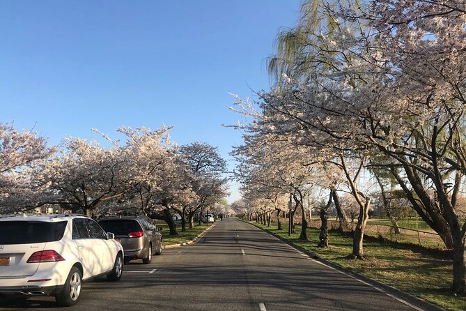 Washington D.C. Cherry Blossom Day Tour Review - Booking Process and Tour Cost