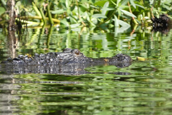 Wekiva River Kayak Tour Review - Key Highlights From the Kayak Adventure
