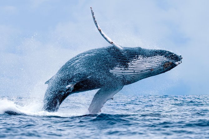 Whale Watch Cruise Aboard Malolo Review - Onboard Amenities and Services