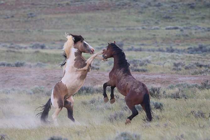 Wild Mustang Half Day Tour - Cody Wyoming - Private - Inclusions