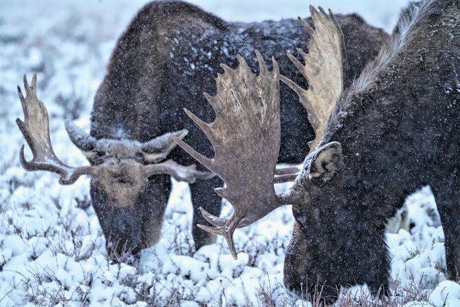 Wildlife Safari, Elk Refuge Sleigh Ride, Winter Camp Igloo Dinner - Exploring the Elk Refuge Sleigh Ride
