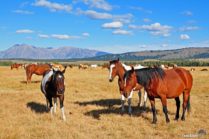 Yellowstone, Grand Teton, and Hot Springs Review - Details on Pricing and Group Size