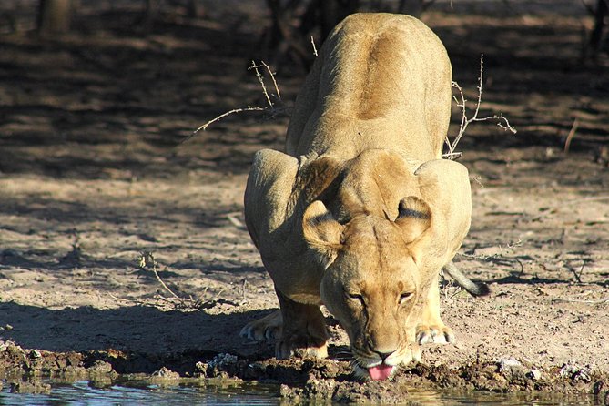 3 Day Central Kalahari Game Reserve Safari Tour