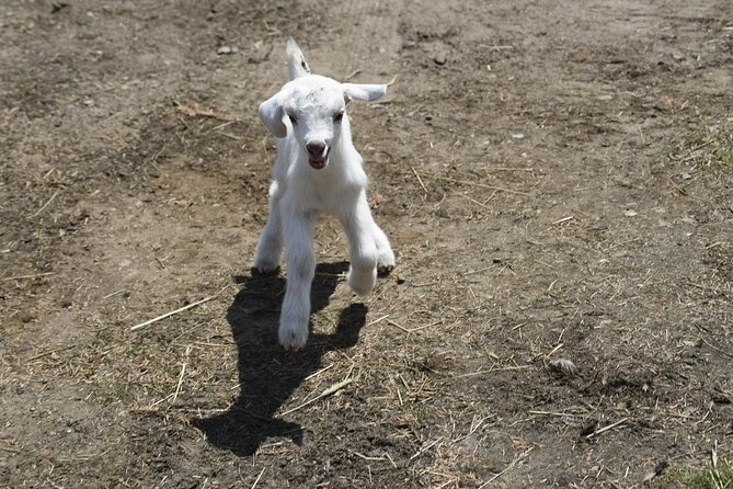 1.5 Hour Immersive Farm Experience Review - Activities and Learning Opportunities