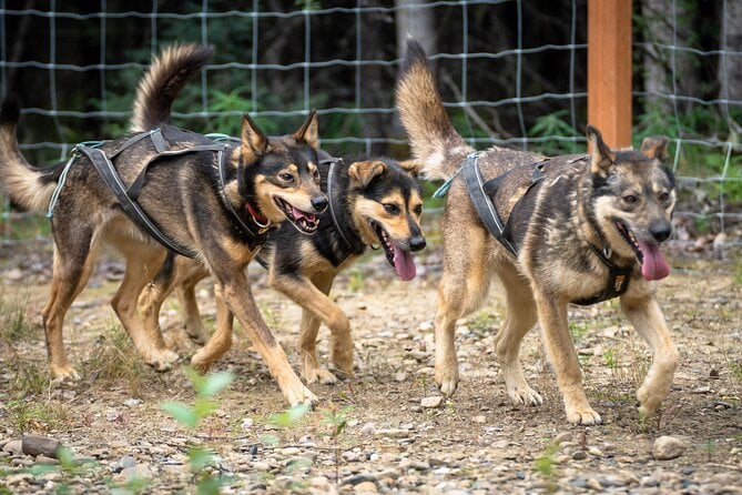 1 Hour Fall Sled Dog Experience Review - The Thrill of the Ride: Describing the Experience
