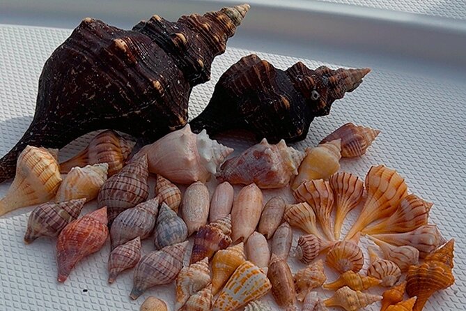 10,000 Islands Shelling Trip Marco Island FL - Booking Information