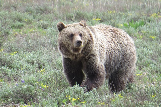 2-Day Private Tour of Yellowstone National Park Lower & Upper Loops - Transportation & Accessibility