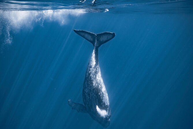 2Hour Whale Watching and Boat Cruise in Haleiwa Oahu Hawaii - Accessibility and Participation